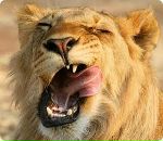 Фотография Pumpkin Little