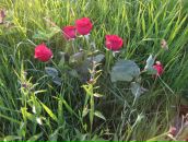 Фотография Халиловой Катрины