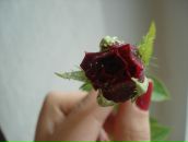 Фотография Васильевой Екатерины