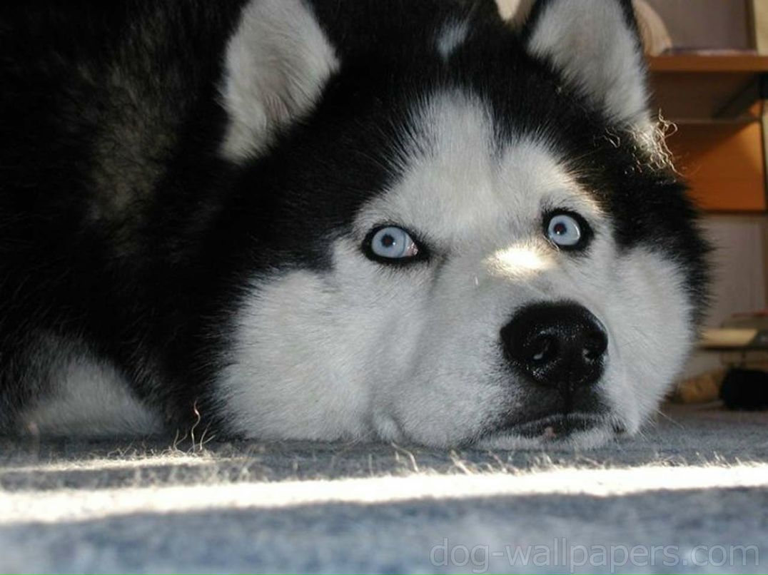 Sergey Teslenko фотография #20