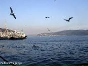 Volkan Safi фотография #26 (источник - https://vk.com/id149422049)