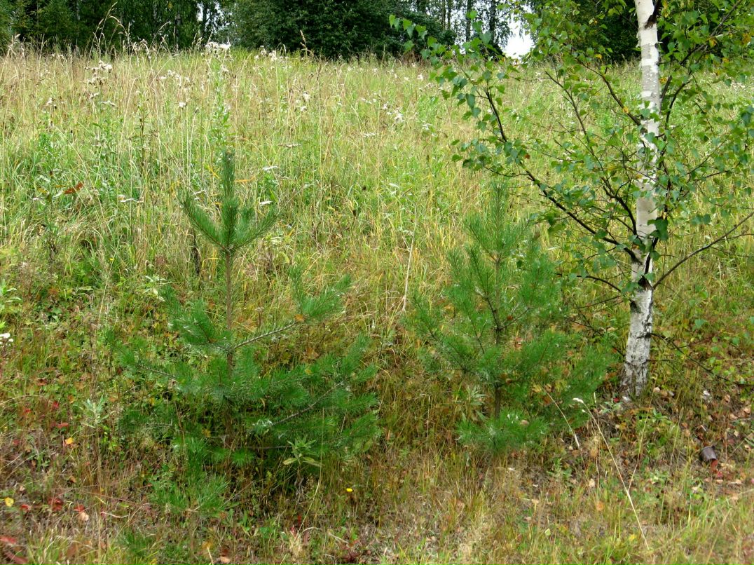 Дарья Дмитриева фотография #47