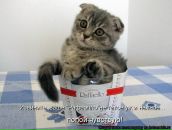 Сергей Нечаев фотография #36 (источник - https://vk.com/id799662)