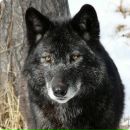 Сергій Савченко фотография #38 (источник - https://vk.com/id17200152)