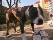 Андрій Горак фотография #36 (источник - https://vk.com/id50410921)