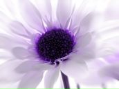 Юлия Харитонова фотография #24 (источник - https://vk.com/id36499607)