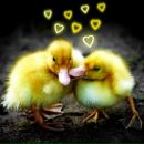 Фотография Анисимовой Анны