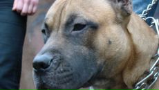 Славік Пустовий фотография #9 (источник - https://vk.com/id197336010)