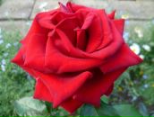 Фотография Богдановой Ольги