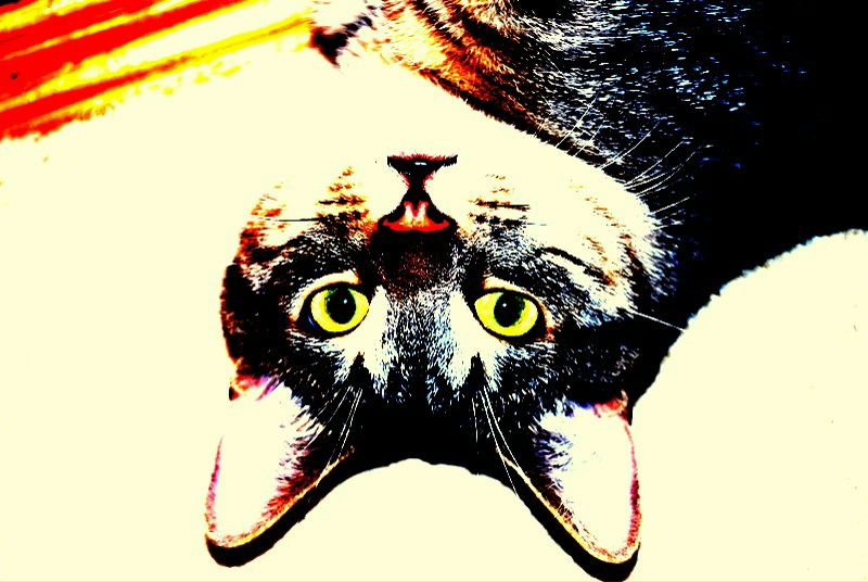 Катя Кармина фото №2