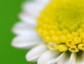 Фотография Ихсановой Эли