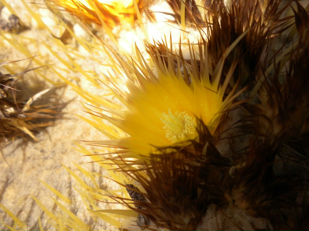 Надежда Баканова фотография #15