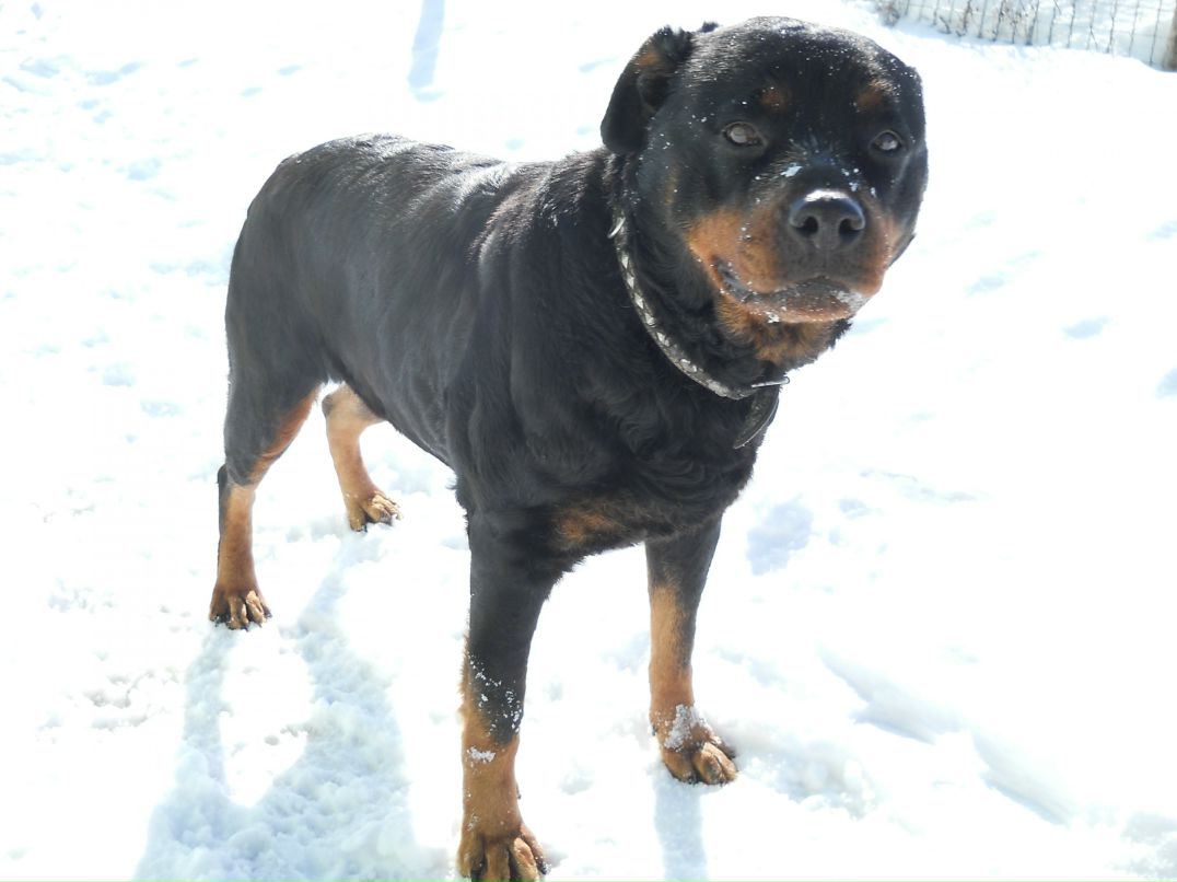 Наталья Логоденко фотография #4