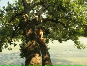 Фотография Тимофеевой Полины