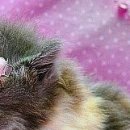 Іванка Зубенко фотография #44 (источник - https://vk.com/id100080283)