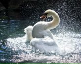 Руслана Мацієвич фотография #27 (источник - https://vk.com/id108247773)