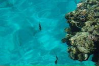 Фотография Насоновой-Шестопаловой Татьяны