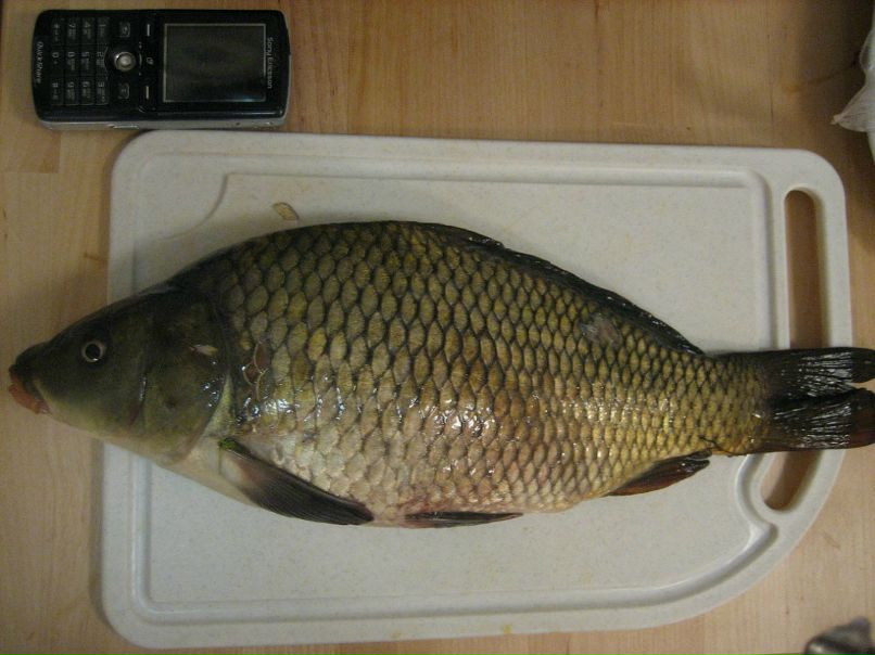 Дмитрий Мирнов фотография #28