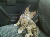 Фотография Миронова Миши