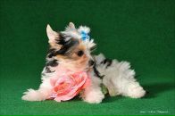 Фотография Румянцевой Олеси