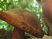 Фотография Шахински Настасьи