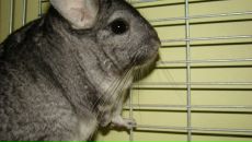 Лєнчік Гаврилюк фотография #23 (источник - https://vk.com/id33693518)