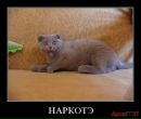 Вікуся Iсмайлтуся фотография #33 (источник - https://vk.com/id52422990)