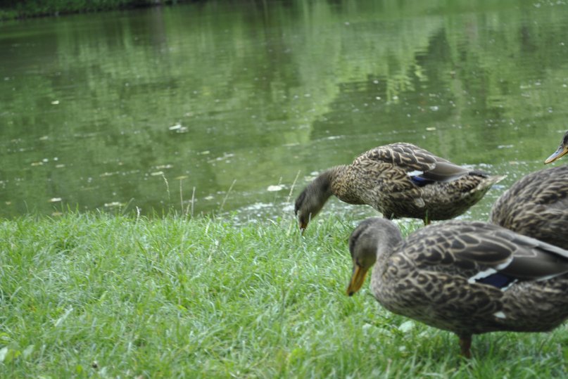 Lenka Bashirova фотография #35