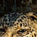 Aleksei N фотография #23 (источник - https://vk.com/id153556975)