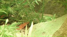 Dathim Origin фотография #7 (источник - https://vk.com/id2932718)