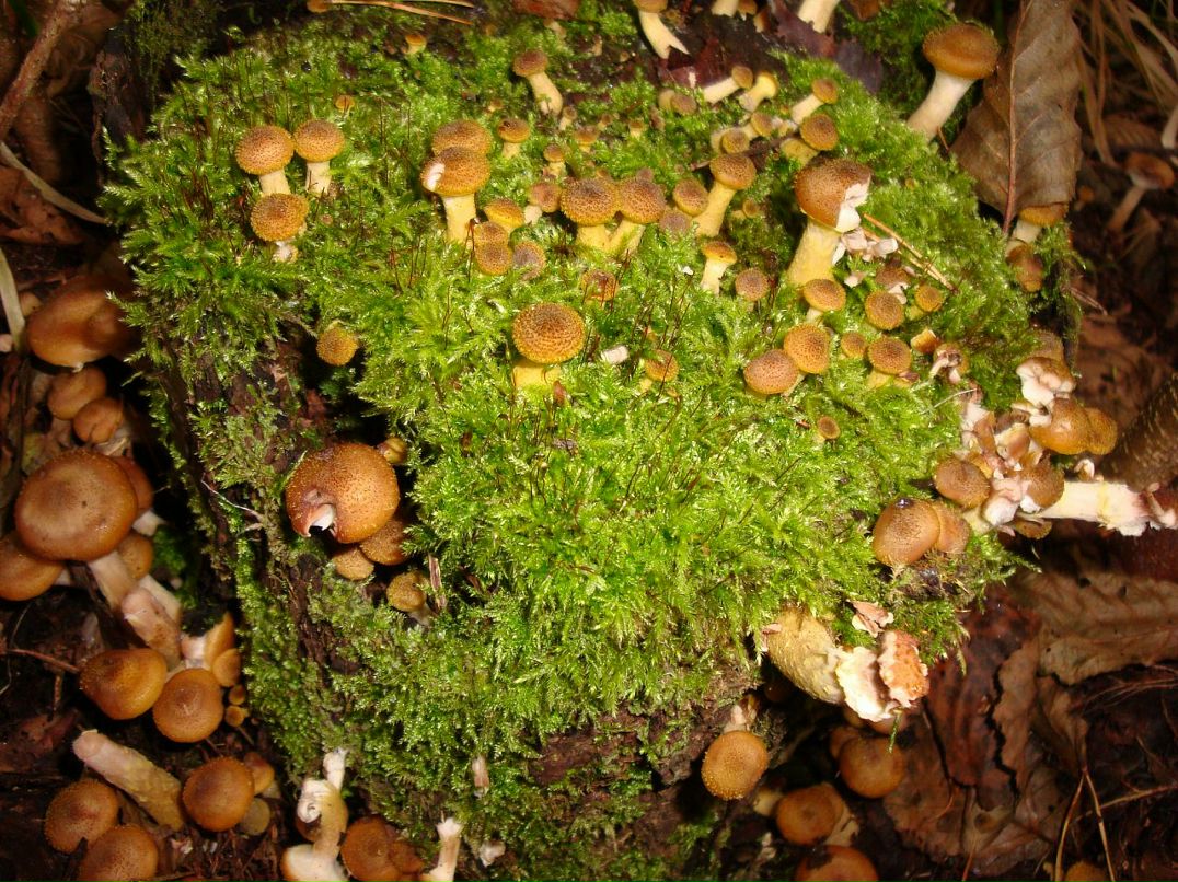 Эмма Кубло фотография #27