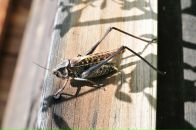 Nick N фотография #25 (источник - https://vk.com/id16209708)