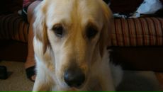 Фотография Brown Rodger