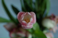 Фотография Колесниковой Полины