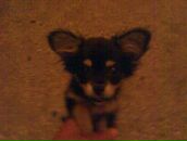 Анатолій Оплаканський фотография #41 (источник - https://vk.com/id43541888)