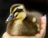 Фотография Пака Антона