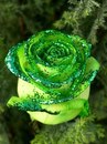 Аліна Пишинська фотография #6 (источник - https://vk.com/id157091554)