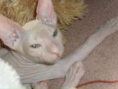 Фотография Чалабиев Александр