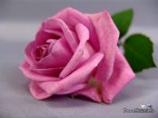 Фотография Семеновой Елены