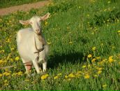 Фотография Лукьянова Никиты