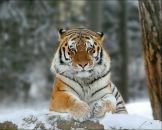 Фотография Чумака Павла