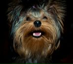 Фотография Сенского Владимира