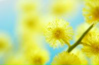 Фотография Костенич Елены