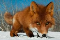 Елена Лабай фотография #24 (источник - https://vk.com/id3210041)