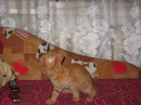 Тимошик =^.^= фотография #14 (источник - https://vk.com/id72684941)
