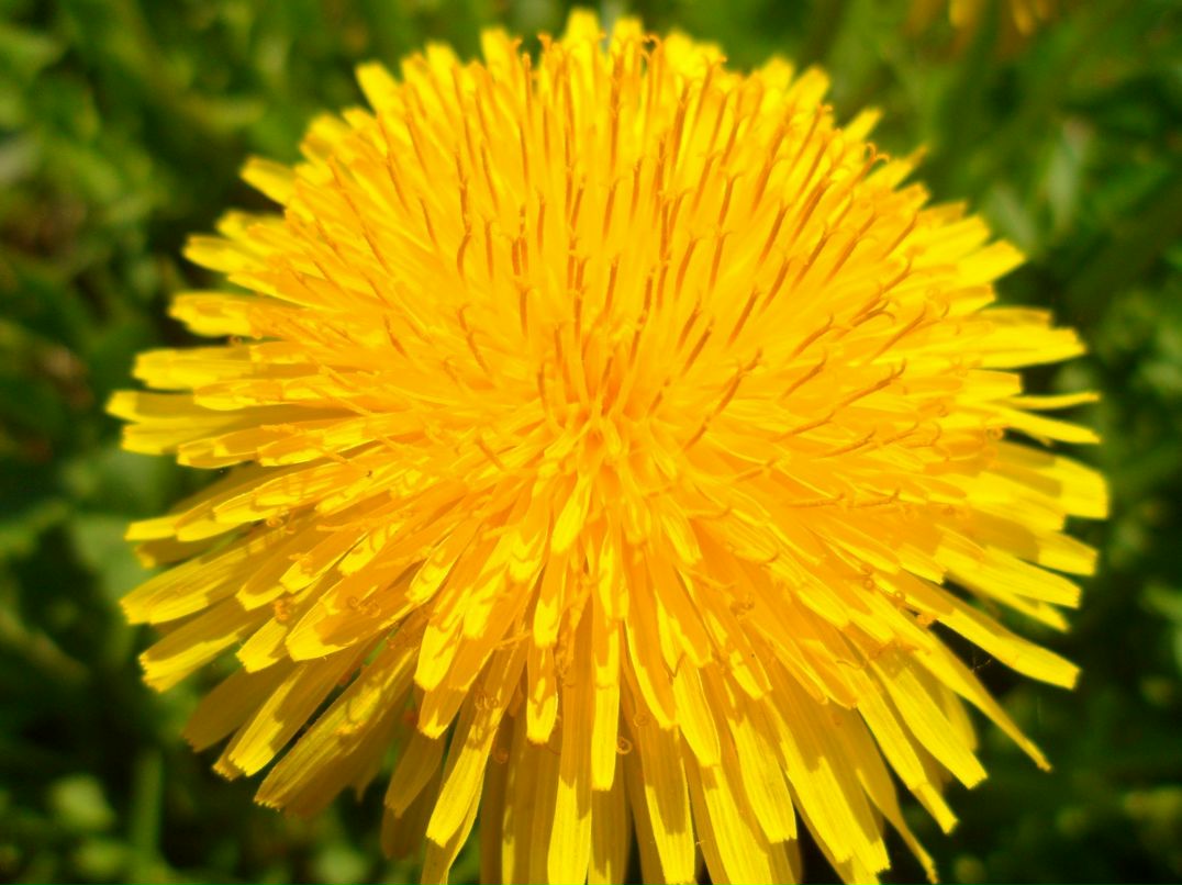 Наталья Мальцева фотография #16