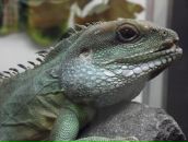 Фотография Толстиковой Анны