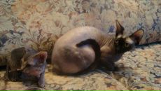 Фотография Лунева Михаила