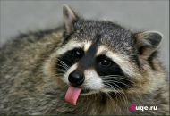 Крістіна Роговська фотография #34 (источник - https://vk.com/id24897592)