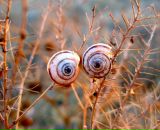 Володя Меч фотография #3 (источник - https://vk.com/id1390902)